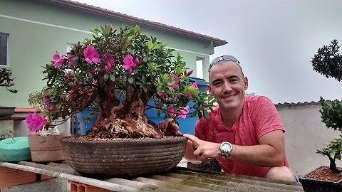 Como cuidar de bonsai de Azalea?