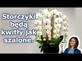 A twoja orchidea zakwitnie przez cały rok. 7 ważnych sekretów pielęgnacji storczyków