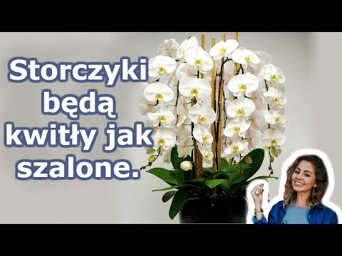 A twoja orchidea zakwitnie przez cały rok. 7 ważnych sekretów pielęgnacji storczyków