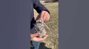 Oriole nest!!! #nature #animal