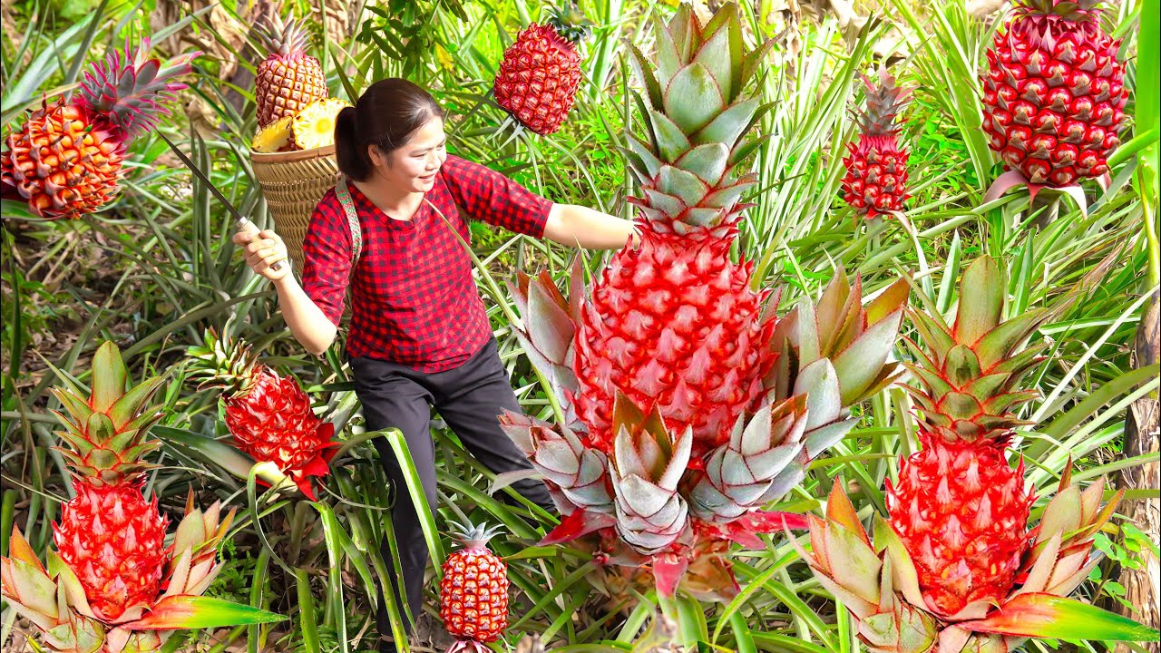 Harvest Giant Red Pineapple Go to the market to sell - Cook Spaghetti ...