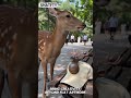 Custom Hat Manufacturer Creates Amazing 3D Animal Caps. #customcaps #hatfactory #hatdesign #caps