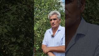 Kalp Hastalıkları Için Alıç Ökçek Ğlık Iç Ğal