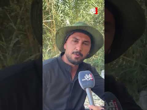 الكفل عاصمة التين العراقي..إنتاج وفير يغذي أسواق كوردستان والمحافظات بفضل وفرةالمياه وارتفاع الحرارة