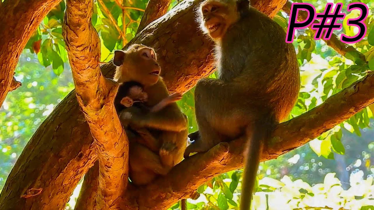 DeeDee missing Dolly, Delena Hungry Milk! Delena Want go to mom now, Dee Dee Cry, part 4