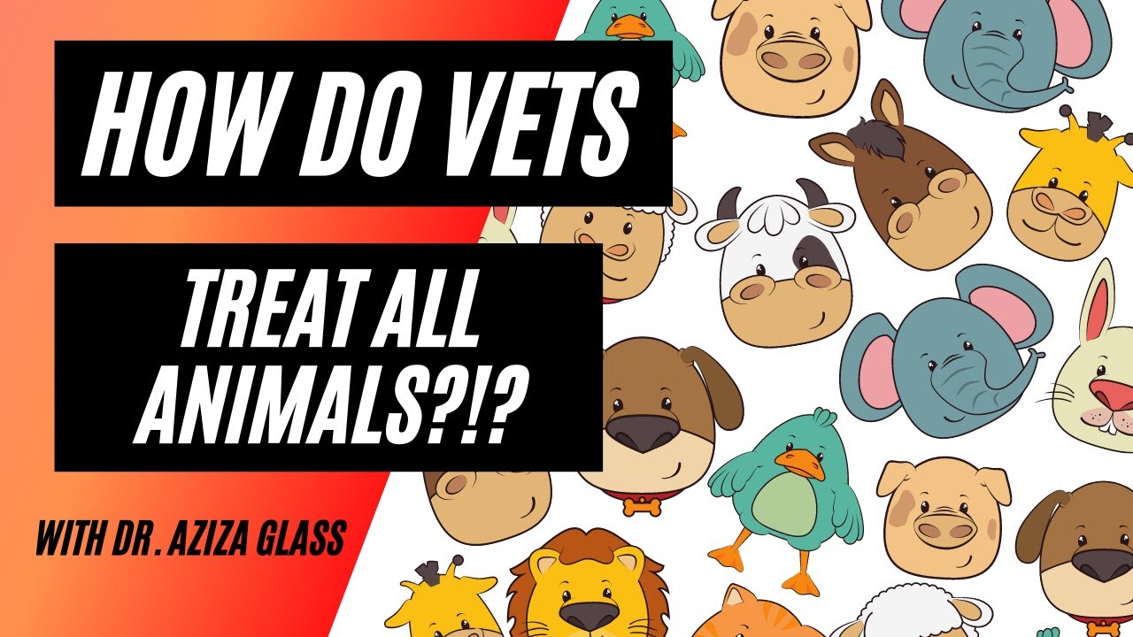 How Veterinarians Treat Different Animals YouTube