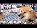 【東京→名古屋】車椅子で新幹線旅行に挑戦！柴犬介助犬と二人旅