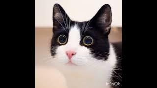 Ria Angelina - Acuh acuh butuh