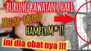 Baru sehari Ngombyok Megap-megap Hampir M^t! || Ini Obat nya