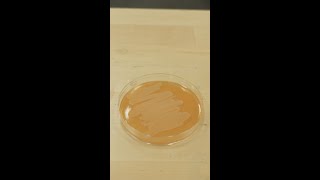 What does a bacteria culture from a bathroom look like?