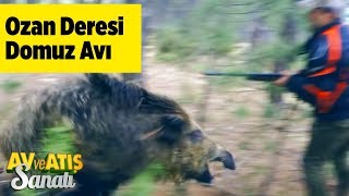 Ozan Deresi Domuz Avı  Av ve Atış Sanatı - Yaban Tv - Wildboar Hunting - Dev Azılı Domuz Saldırısı