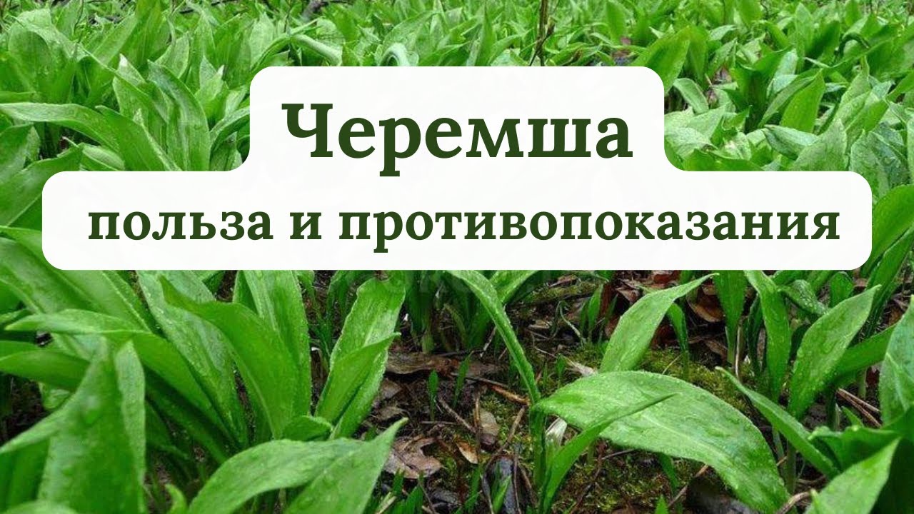 Черемша — все о весеннем суперфуде польза и противопоказания