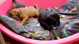 3/4pug