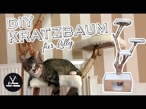 Video: DIY Kratzbaum Für Katzen Und Katzen: Wie Man Zu Hause Macht, Schritt Für Schritt Anleitung, Diagramme, Fotos, Größen, Materialauswahl