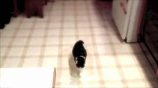 Catding.mov