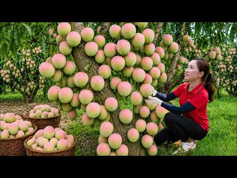 Harvesting Giant Australian Mangoes to Sell at the Village Market | Traditional Mango Salad