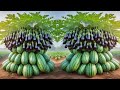Easy how to grafting watermelon fruit with eggplant fruit to get fruit fast 100