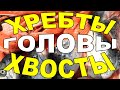 ХВОСТЫ, ГОЛОВЫ, ХРЕБТЫ. ЛАКОМСТВО ДЛЯ ГУРМАНА.