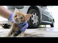 Saving a Life of Abandoned Dying Baby Cat