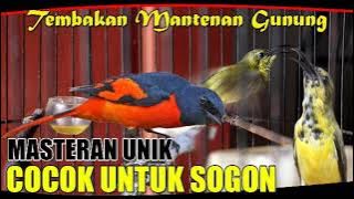 MASTERAN UNIK MUDAH MASUK UNTUK SOGON