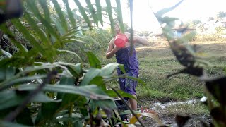 Nkauj Hmoob Da Dej Kaj Siab Daim