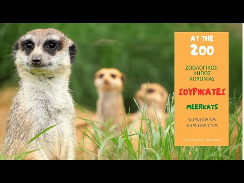 Βίντεο: Τι κάνει το suricata;
