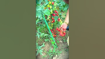 the right scissors for harvesting red tomatoes in the garden #shorts