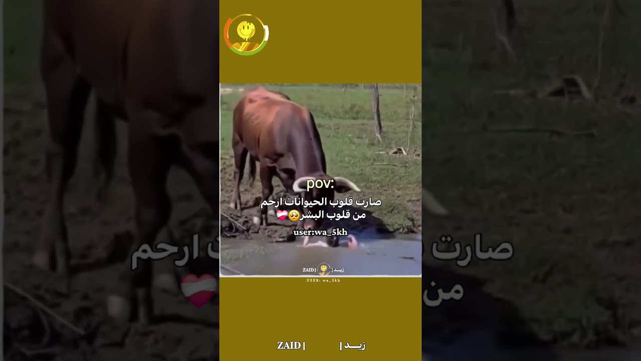صارت قلوب الحيوانات ارحم من قلوب البشر🥺❤️‍🩹#reels #لايك #fypシ #shorts #zaid #dance