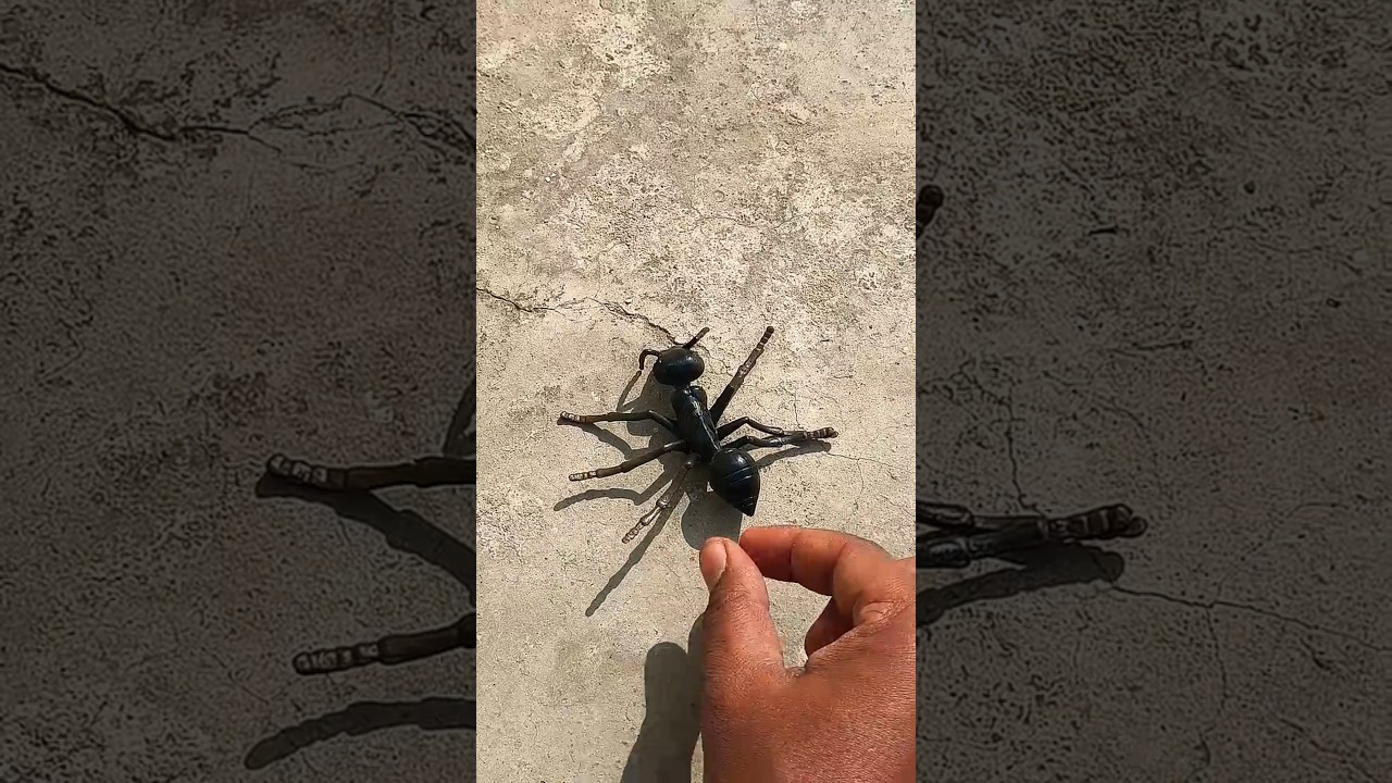 Boing catch frogs funny 🐸 