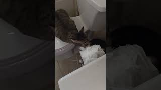 Cat Attack 3