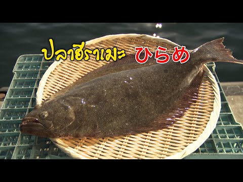 สารคดีน่ารู้ ตอน ปลาตาเดียวหรือปลาฮิราเมะ ตามรอยตลาดสึคิจิ