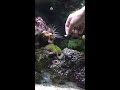 Hand feeding a radiata lionfish