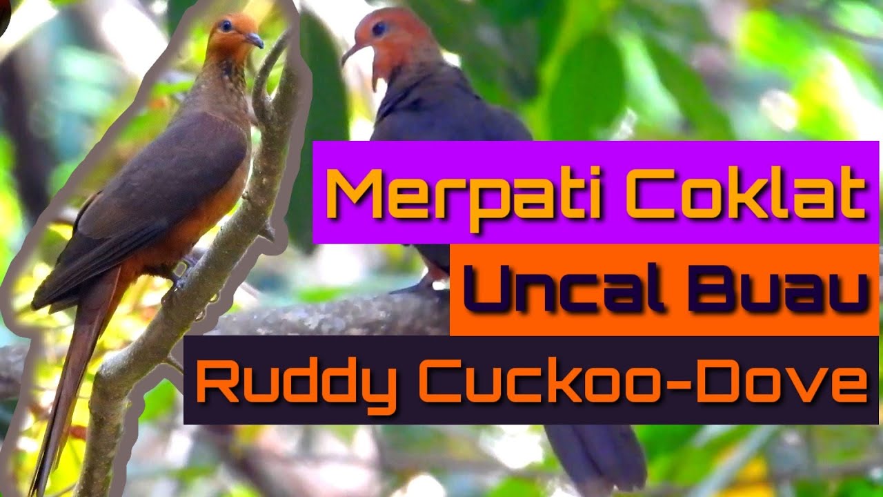 Ruddy Cuckoo Dove Uncal Buau Wildlife Education Burung Nusa