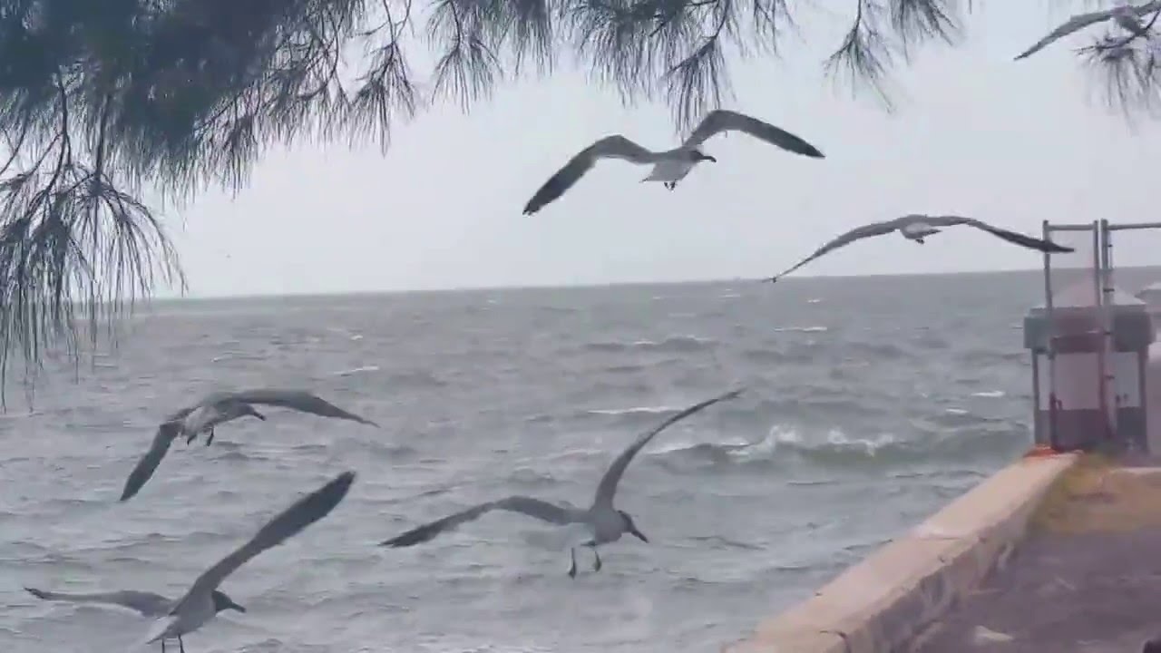 Gaviotas en el mar . YouTube Gaviotas en el mar . YouTube