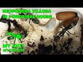 Ant farm for Neoponera Villosa, keeping and feeding!