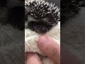 Hedgehog bites his finger!