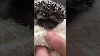 Hedgehog bites his finger!