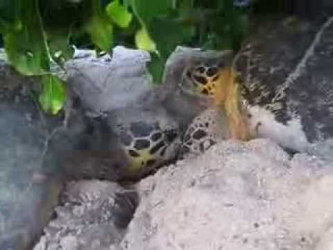 seychelles weather Hawksbill turtles try to nest side by side (Part 2)