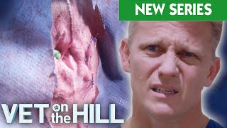 Dog's Infected Butt Glands Removal And Nasty Leg Amputation On Run Over Cat 😱 VOTH S5 E4 | Bondi Vet