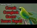 Suara Kicauan Burung Cucak Cungkok Gacor Suara Rapat Untuk Masteran Full Isian