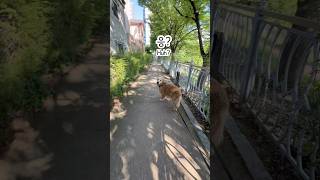 세상엔 참 좋은 사람이 많다개… 아침 산책 중 럭키가 감동한 이유🥹🐶