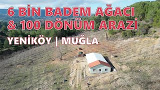 Muğla | Menteşe | Yeniköy | 100 dönüm | Bademlik
