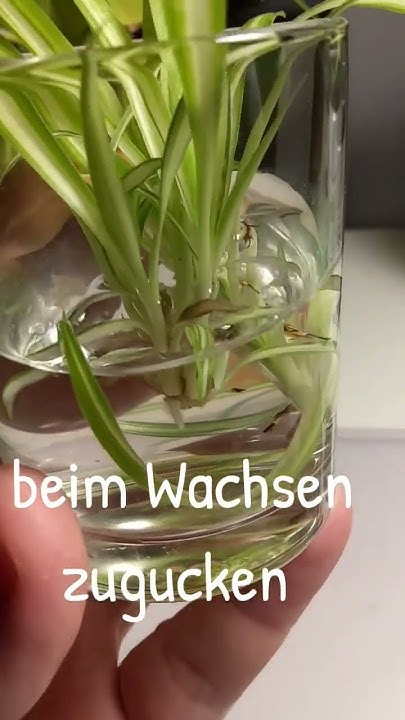 Grünlilien Ableger Immer genug Pflanzen! 🌱 YouTube