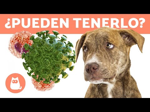 CORONAVIRUS CANINO CORONAVIRUS CANINO