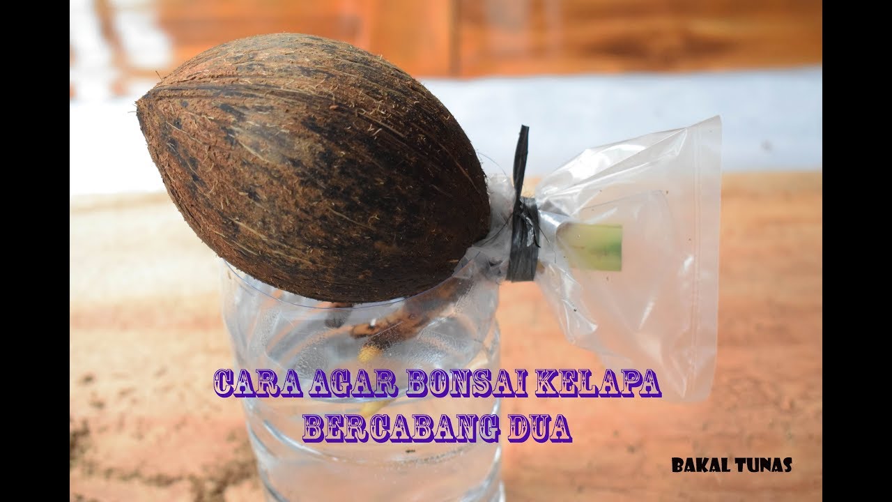 Tips Cara Agar Bonsai Kelapa Bercabang Dua Youtube