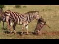 Zebra kills baby birth  three parts Original version HD