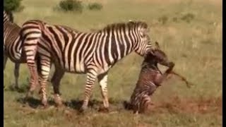 Zebra kills baby birth  three parts Original version HD