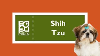 Shih Tzu Fun Facts by Petland Tulsa 25 views 4 months ago 1 minute, 1 second