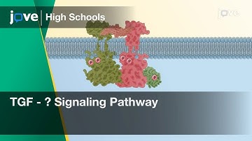 TGF - β Signaling Pathway | Cell Bio | Video Textbooks - Preview