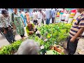 V1367 অসম্ভব সুন্দর সুন্দর জবা নতুন নতুন অনেক ইনডোর আউটডোর গাছ দেখে মন ভরে যাবেGaliff Street Kolkata